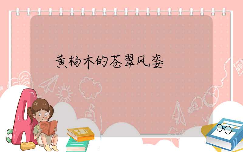 黄杨木的苍翠风姿